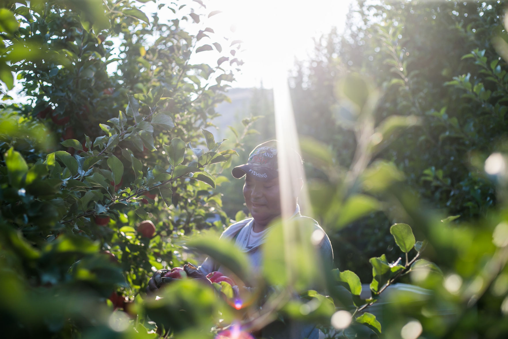 appleharvest-YH-090818-16.jpg